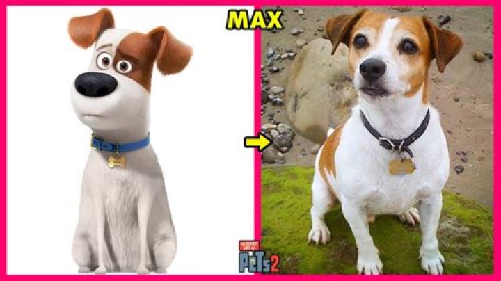 Is Stan a real dog? – Celebrity