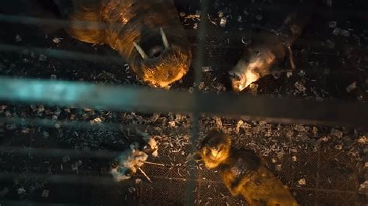 James Gunn reveals how Rocket, Lylla, Floor, and Teefs came to life in ‘Guardians of the Galaxy Vol. 3’