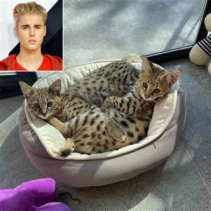 Justin Bieber Tells PETA To ‘Suck It’ After They Criticize His $35K Exotic Cat Purchase