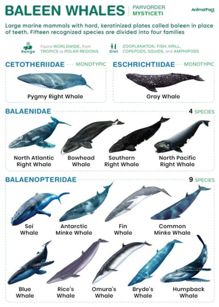 What are the whales in rebels called? – Celebrity